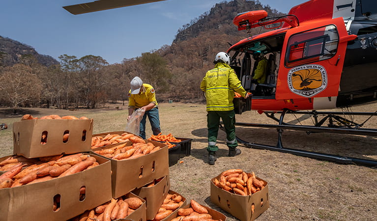 NPWS staff loading sweet potatoes and carrots into a helicopter for aerial drops to native wildlife. Photo: John Spencer/DPIE