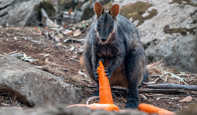 Brush-tailed rock wallaby eats carrots dropped from a helicopter into a national park. Photo: John Spencer/DPIE