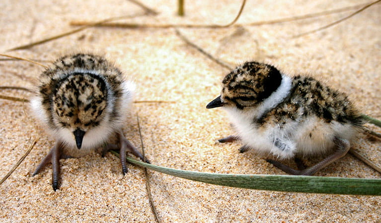 Hooded plover chicks (Thinornis rubricollis). Photo: Jodie Dunn