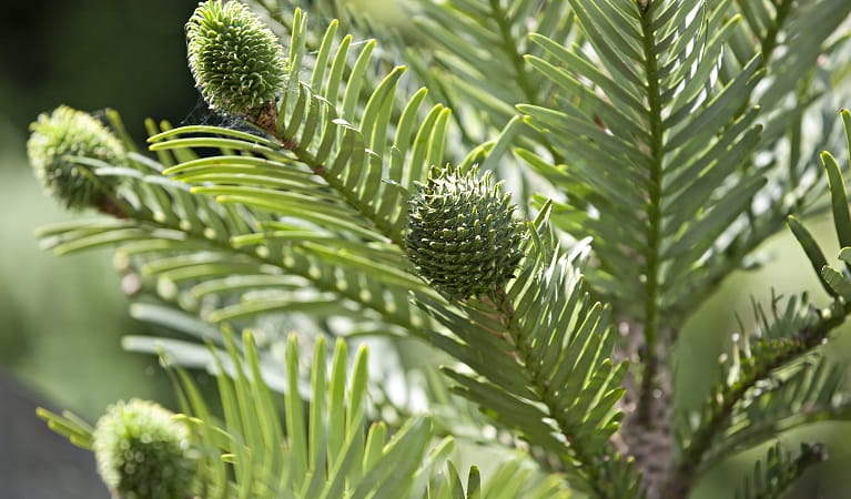 Wollemi pine, female seed pods, Wollemi National Park. Photo: Rosie Nicolai &copy; Rosie Nicolai