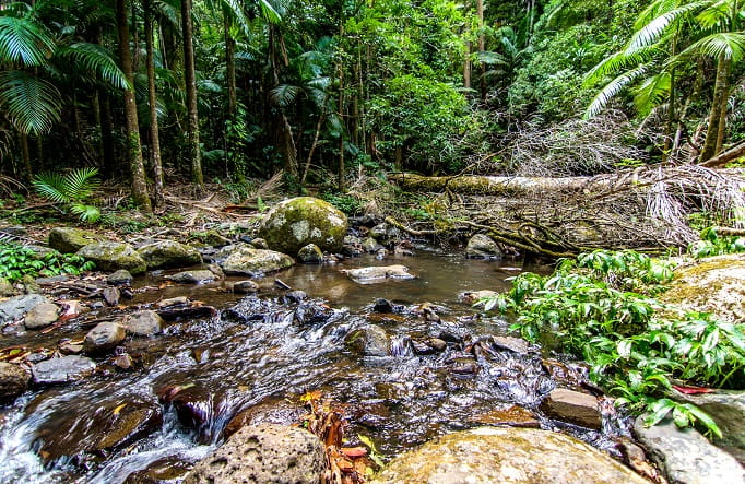 Water running within a creek in Washpool National Park. Photo: John Spencer/OEH