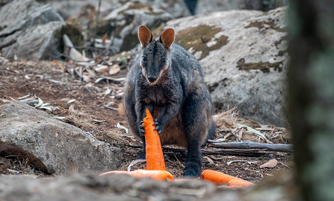 A wallaby eats a carrot from an NPWS food drop after fire in  Wollemi National Park. Photo: John Spencer &copy; DPIE