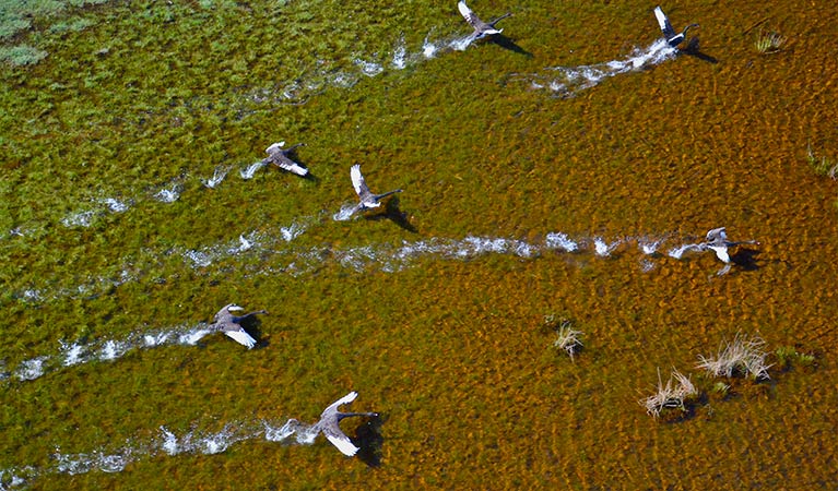 Birds flying over Everlasting Swamp wetland after rain. Photo: L Orel/OEH