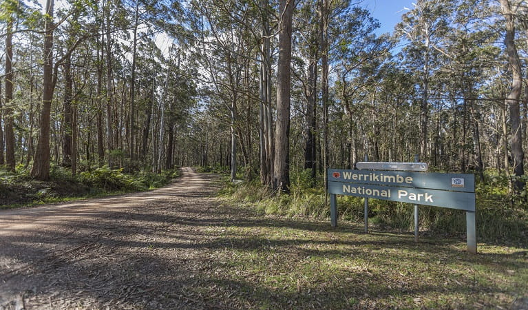 Park sign and tall trees, Werrikimbe National Park. Photo: Josh Smith &copy; DPE